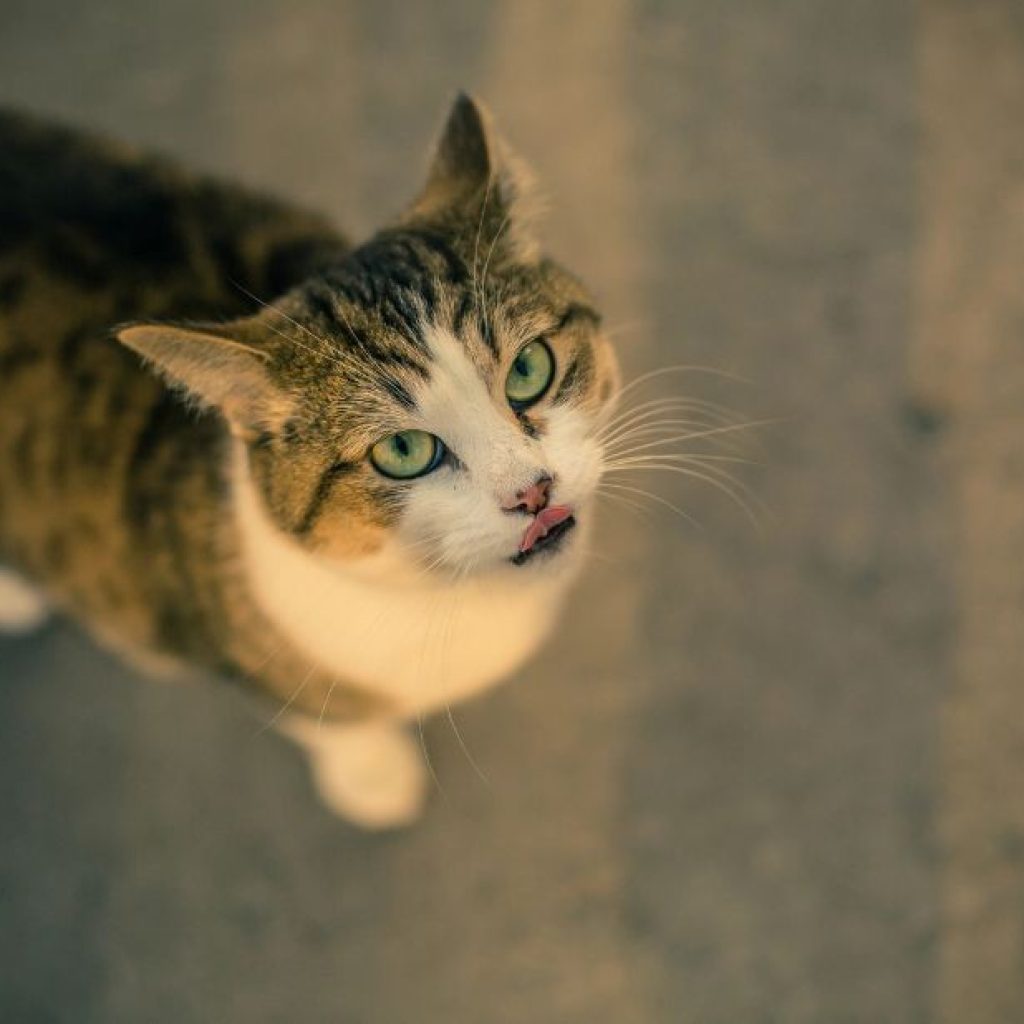 Shop Durable Hamster Litter Trays Online in the UK Shop Durable Hamster Litter Trays Online in the UK