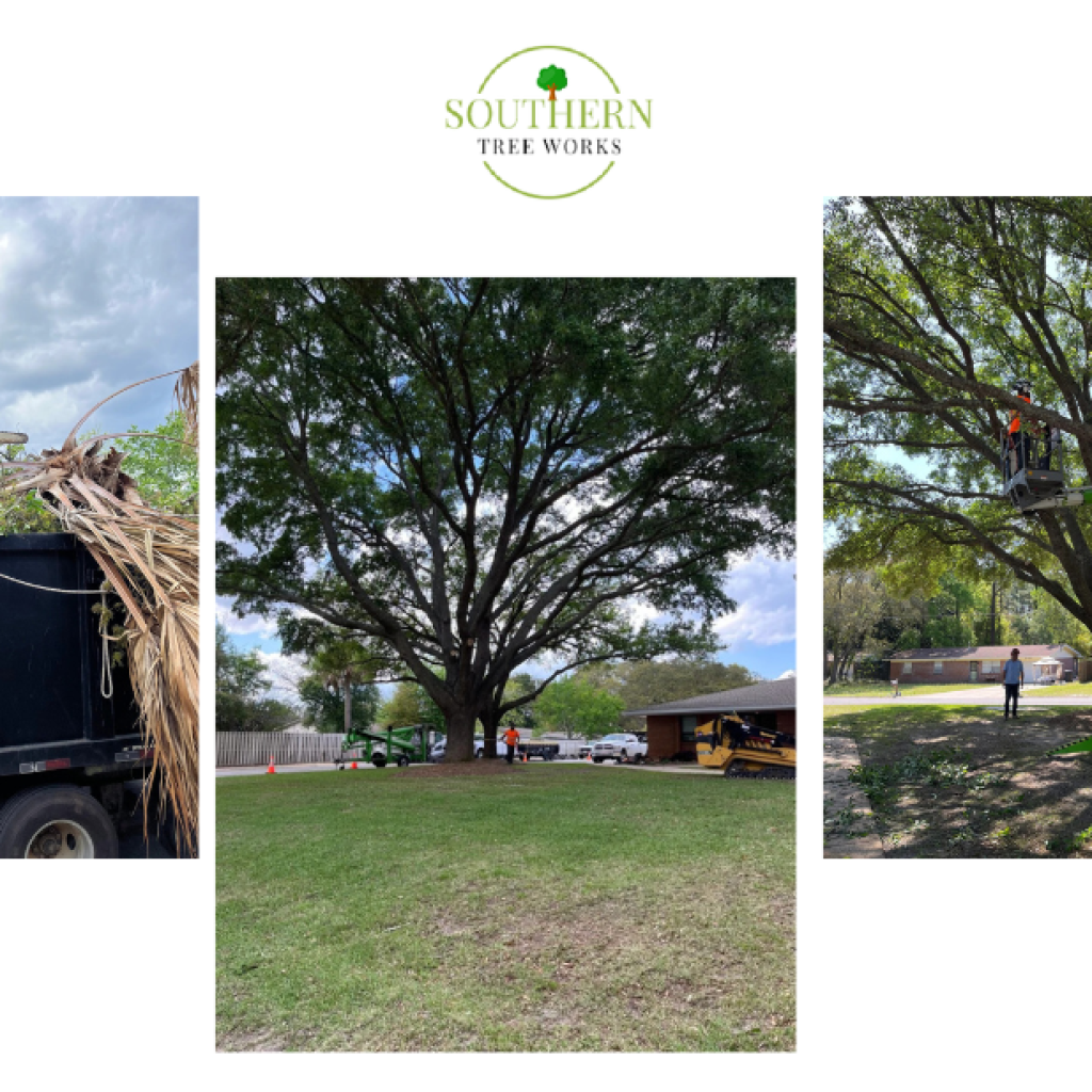 Professional Tree Care in Dothan: Safe, Reliable & Licensed Experts