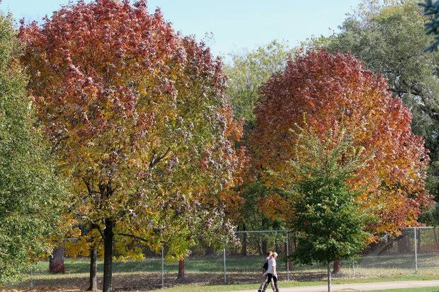 Tree Planting | Trees for Sale | Buy Direct from Farm with Delivery Tree Planting | Trees for Sale | Buy Direct from Farm with Delivery