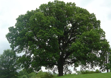 Shop Native Trees Online – iTrees