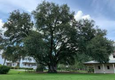 Shop Oak Trees Online | Free Delivery, Planting & 1-Year Warranty