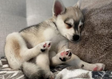 Buy alaskan klee kai