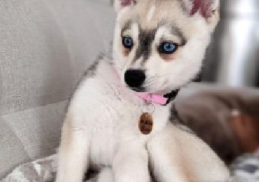 Alaskan Husky Puppies for Sale Beautiful and Loyal Companions Await