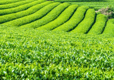 Looking for the Best Darjeeling Tea? Order High-Quality, Aromatic Tea Direct from Indian Tea Gardens.
