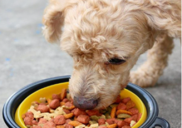 Things you need to take with you when you travel with your dog, and things you need to groom them
