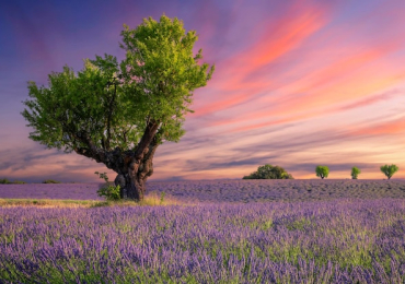 Content for Classifiedsadpost