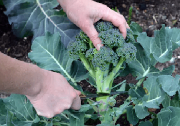 Agricultural and Vineyard Tax CPA Expert Santa Barbara
