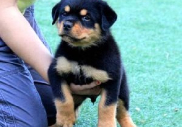 Rottweiler Puppies for Sale in USA with Pedigree